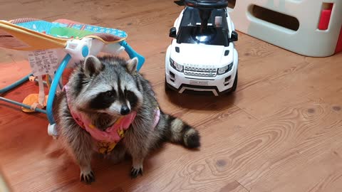 When it's bedtime, Raccoon comes into the room in his pajamas and lies down in the baby bouncer.