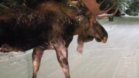 Moose Walks Across the Road in Alaska