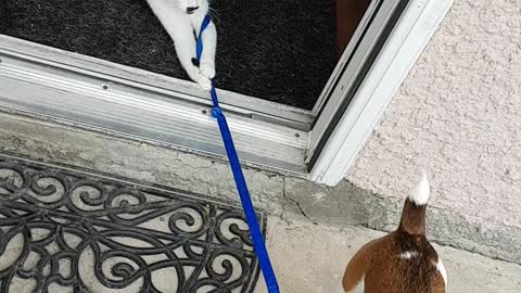 Cat Hates When the Dog Goes on Walks