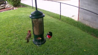 Rose Breasted Grosbeak