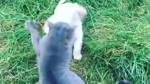 Cat slapping puppies face multiple times