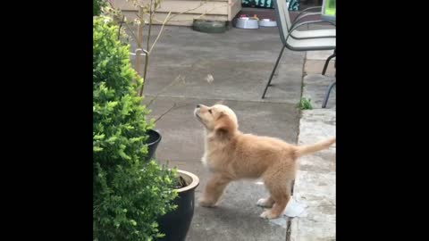 Adorable puppy preciously plays with blueberry flower