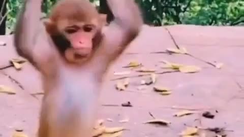 Notty monkey #funnymonkey