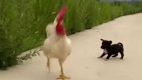 Baby Dog||Chicken||Black||Cute