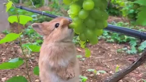 Grapes Eating