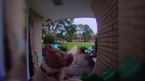 Funny dog rings doorbell😂😍😱