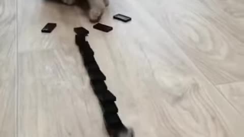 FUNNY CAT VIDEO