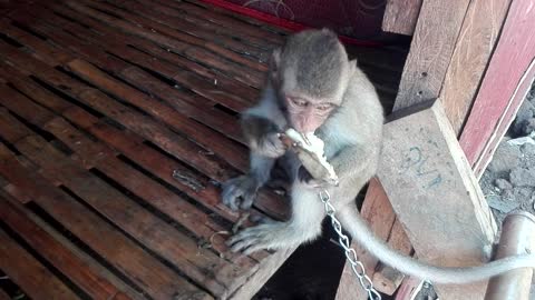 Baby Monkey are looking for food - Poor baby monkey live with farmer in Cambodia