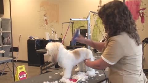 how to groom a shaggy haired dog