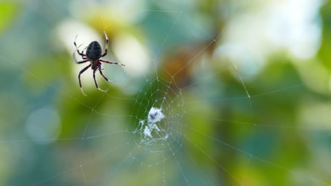 Beautiful spider on the web