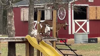 Dwarf Goat Having a Great Day