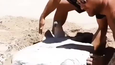 biggest Sea Turtle Rescue| Travel Inspiration videos| Rare Creative Commons