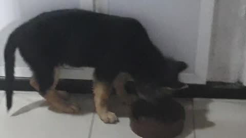 Little Puppy Playing with pot (german shepherd puppy)