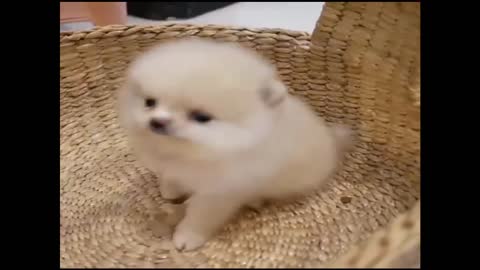 Funny & Cute puppy