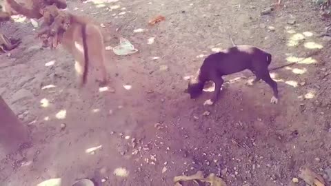 The dog loses his temper because of a monkey