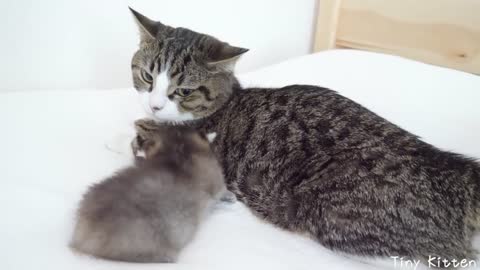 The long-awaited meeting of daddy cat Coco with his daughter Kiki