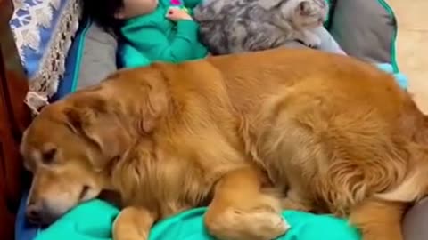 Funny video cat and dog with baby 2021