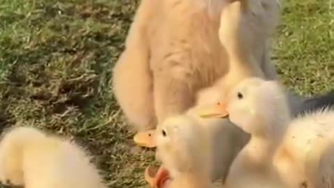 cat and duckling are always together