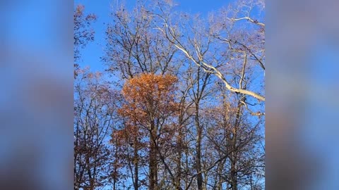 Giant Gathering Of Birds -Morning Meeting