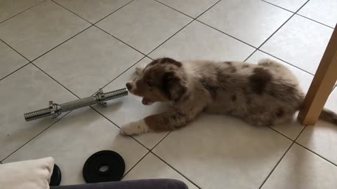 Little puppy barks at fitness equipment