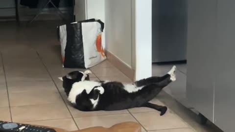 Cat Tries Sit-ups To Get In Shape