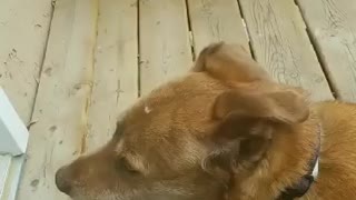 Dog howling to police siren