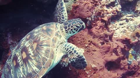 underwater_marine life