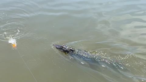 Gator Follows Fisherman's Popping Cork Closely