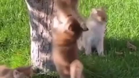 Cat climbs a very big tree to catch a squirrel !