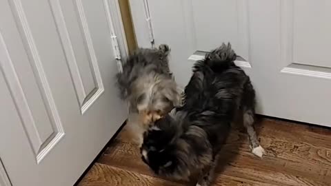 One pup irritating his big sister