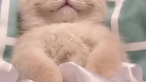 Sleeping Cat