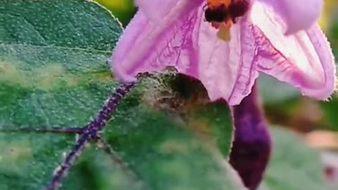 Eggplant flowers in the morning sun