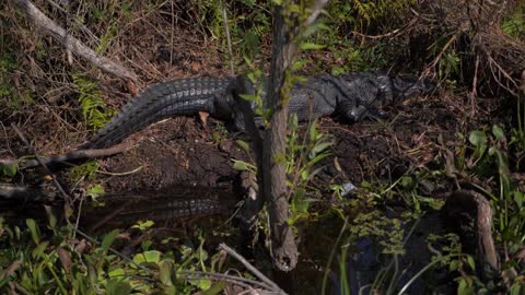 Close Up, Alligator Sleeping in Everglades Swamp