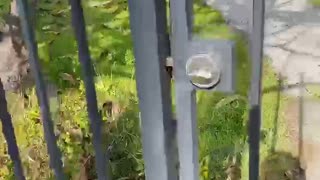 Insecure Security Gate