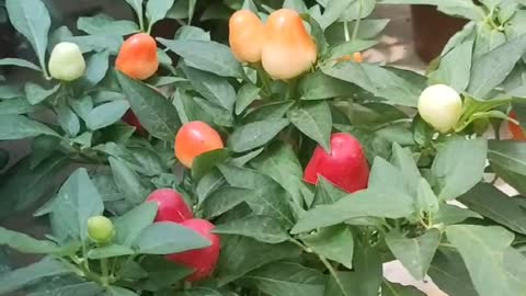 Potted plant with colorful fruits