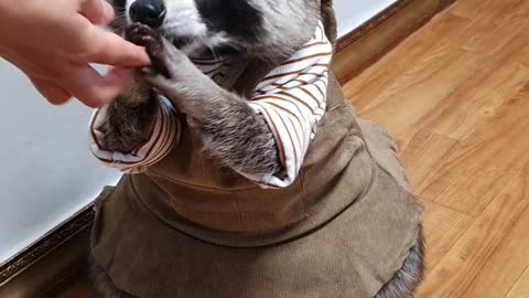 Raccoon wears a pretty dress and puts on a flower hairpin and eats walnuts.