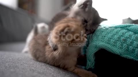 british-scottish-kitten-cat-playing-