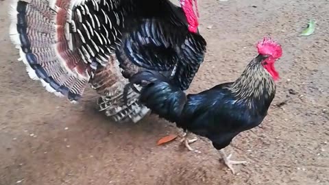 Village nature Hen fight