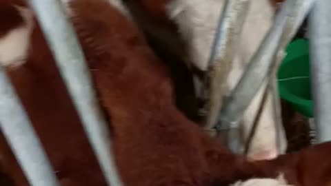 beautiful cows