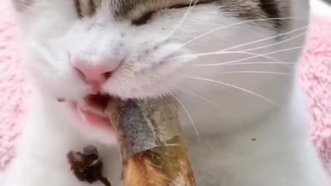 Here we go again for dried fish sucking cats and pets