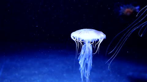 Beuatiful white jellyfish floating through dark ocean waters