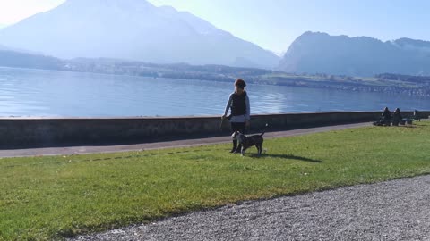 Barney Bull Terrier trains - dog training