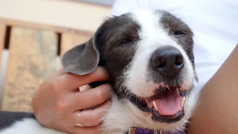 Close up Muzzle of Cute Puppy Dog