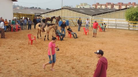 Chairs play with horses.🐎🐎🐎🐎🐎🐎