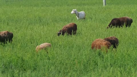 In the meadow grazing sheep chewing grass. Summer, wind