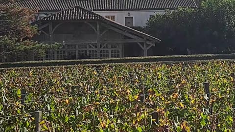 Château Smith Haut Lafitte A Walk through the Wineyard Pt 1 #luxurylifestyle #winetasting #wine