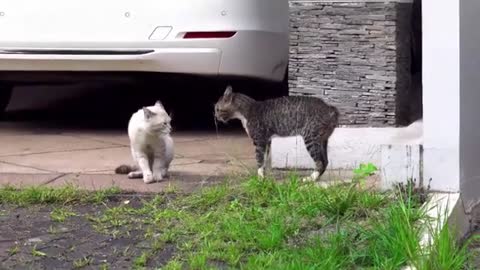 training_dog_#_cat_fait_beautiful_video__Tricks_To_Teach_Your_Dog_Cat_Fight_Compilation_Video