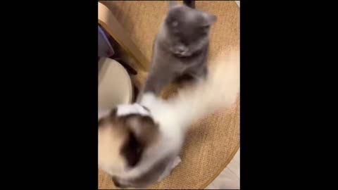 Cat Fight Serious