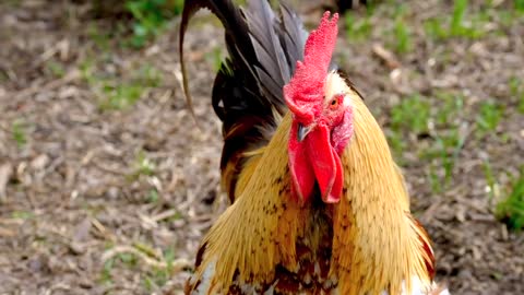 faucet-head-animal-bird-cockscomb