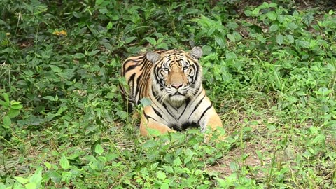 Tiger fight | Animal | Wild | Jungle |